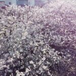 桜『ドローン空撮』朝日に包まれる周南と新南陽のそら　#サクラ  #周南コンビナート  #sakura
