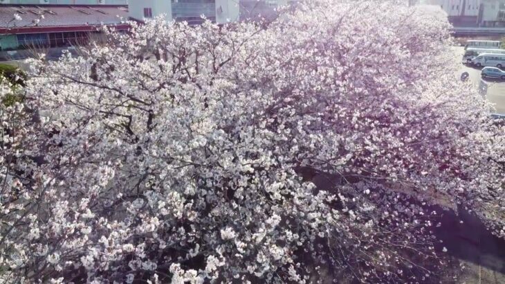 桜『ドローン空撮』朝日に包まれる周南と新南陽のそら　#サクラ  #周南コンビナート  #sakura