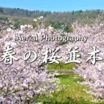 新春に咲く満開の桜並木の風景｜spring road