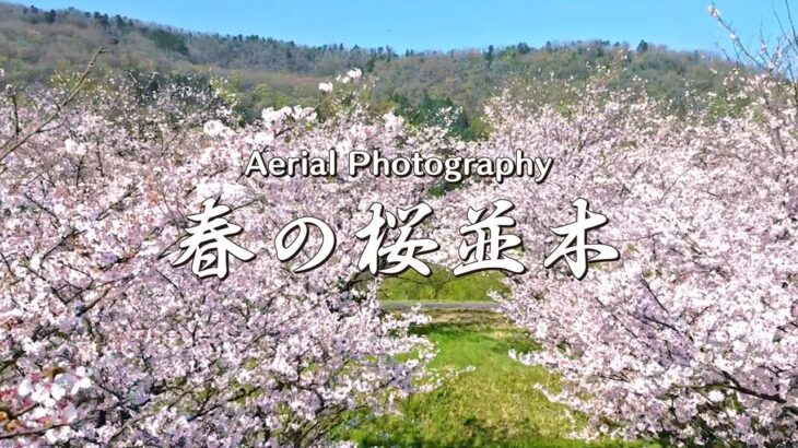 新春に咲く満開の桜並木の風景｜spring road