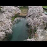 西条市石田のひょうたん池　満開の桜　ドローン空撮