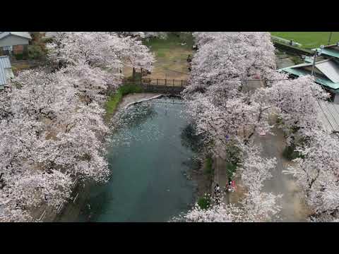 西条市石田のひょうたん池　満開の桜　ドローン空撮