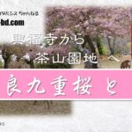 【奈良九重桜と鹿】桜の散り際の奈良公園を歩く ～ 興福寺から茶山園地までの風景を疑似体験 ～