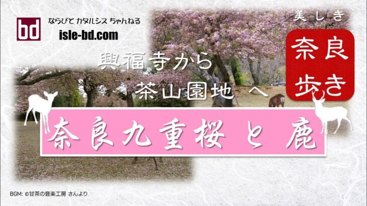 【奈良九重桜と鹿】桜の散り際の奈良公園を歩く ～ 興福寺から茶山園地までの風景を疑似体験 ～