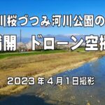 荒川桜づつみ河川公園の桜　満開です。ドローンで空撮してみました。