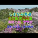 しまなみ海道 伯方島 開山公園 満開の桜とツツジ ドローン空撮