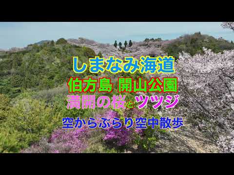 しまなみ海道 伯方島 開山公園 満開の桜とツツジ ドローン空撮