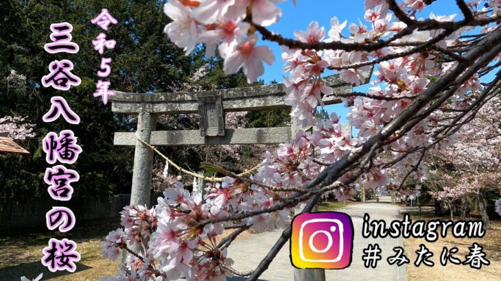 【ドローン空撮】今年の桜も大変麗しく咲き乱れておりました。時系列ご利用ください、後半も見どころ満載です。是非最後までご視聴よろしくお願いいたします。