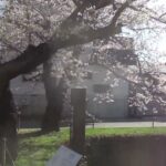 上杉公園、太鼓橋からの桜満開風景～(^^♪