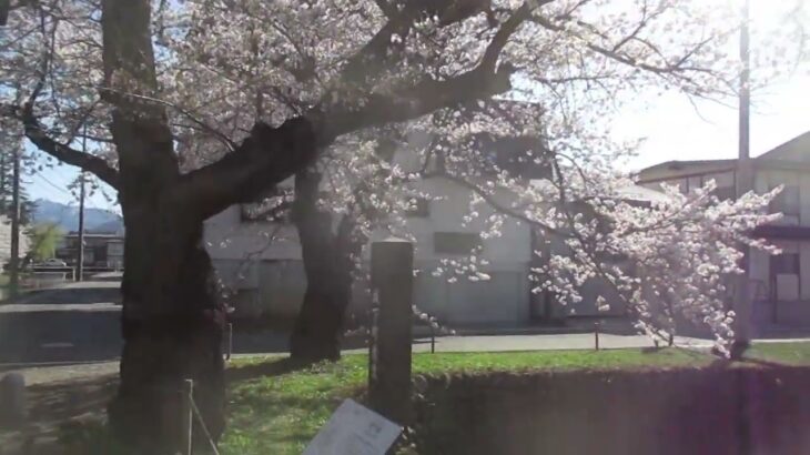 上杉公園、太鼓橋からの桜満開風景～(^^♪