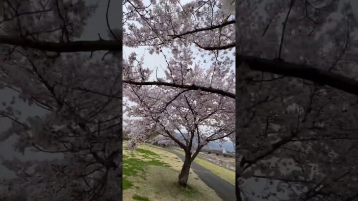 【日常の風景】桜満開！