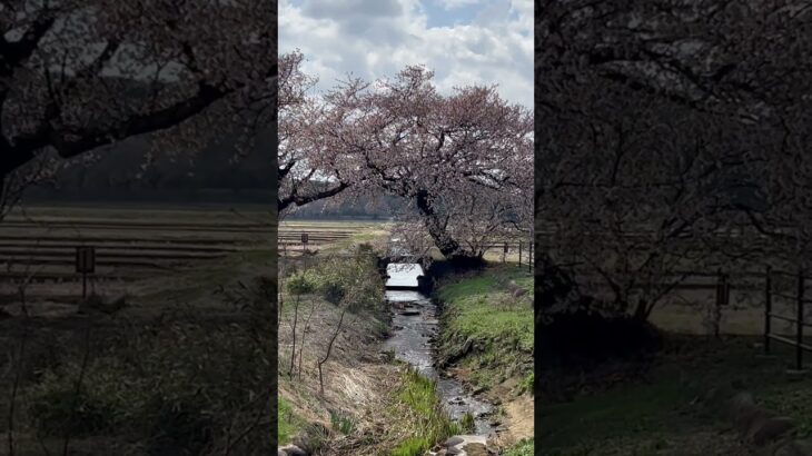 おいらの〜地元新潟の原風景📷春…②夫婦桜