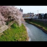 醇風地区桜 ドローン撮影
