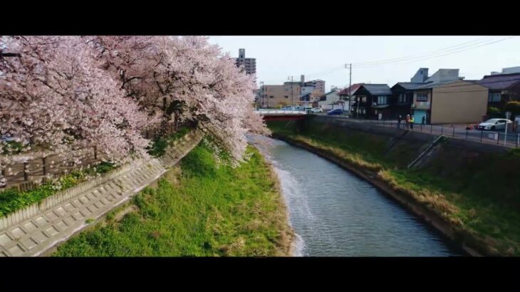 醇風地区桜 ドローン撮影