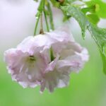 【風景動画】高砂桜（タカサゴザクラ）
