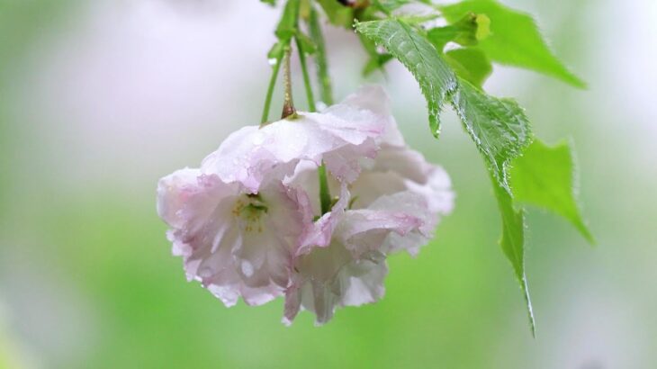 【風景動画】高砂桜（タカサゴザクラ）