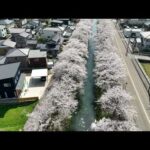 【ドローン空撮】富山県高岡市福岡町岸渡川桜並木