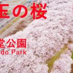 【ドローン空撮】埼玉の桜　幸手市　権現堂桜堤