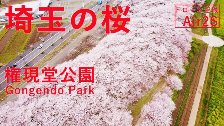 【ドローン空撮】埼玉の桜　幸手市　権現堂桜堤