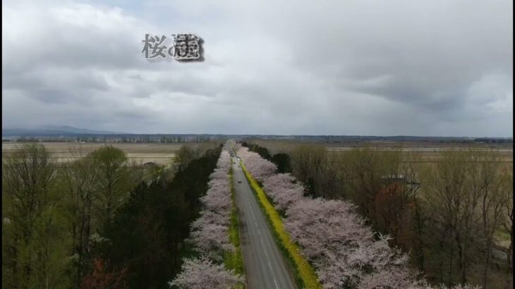ドローンで（ちょっとだけ）空中散歩～大潟村②桜と菜の花ロード＋大潟富士