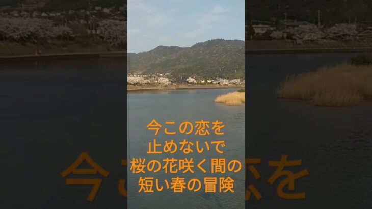 今この恋を止めないで桜の花咲く間の短い春の冒険 #春の景色 #絶景 #冒険 #春 #桜 #風景 #昭和のアイドル歌謡 #昭和のポップス歌謡 #三田寛子 #ラブソング