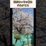 【風景】春ですね😃桜の花がチルタリス✨
