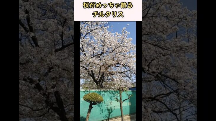 【風景】春ですね😃桜の花がチルタリス✨