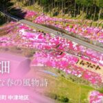 色鮮やかな「芝桜畑」をドローンで空撮【愛媛県 久万高原町】