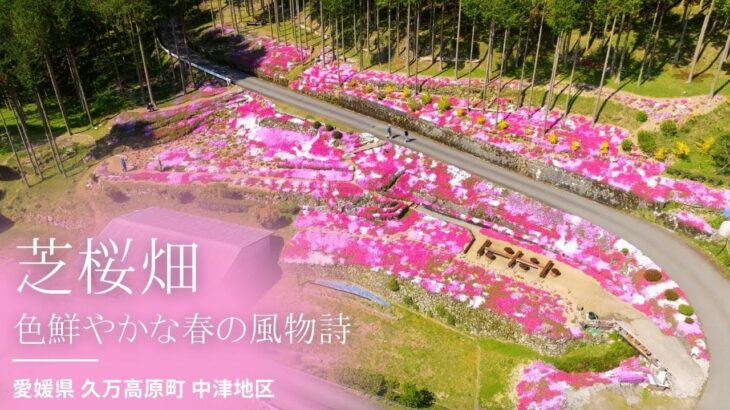 色鮮やかな「芝桜畑」をドローンで空撮【愛媛県 久万高原町】