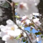 桜風景　２０２３年３月