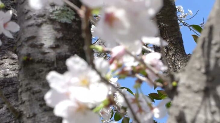 桜風景　２０２３年３月