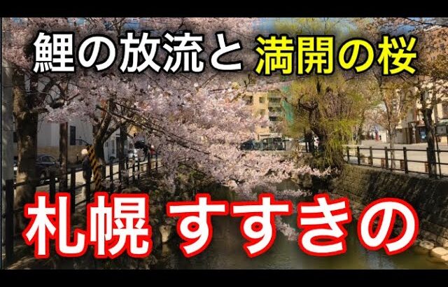 【散策】札幌すすきのにある満開の桜が綺麗すぎる場所が最高でした！