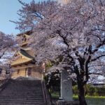 高遠桜だけじゃあない！長野県の桜の名所 – 高島城と美しい桜吹雪