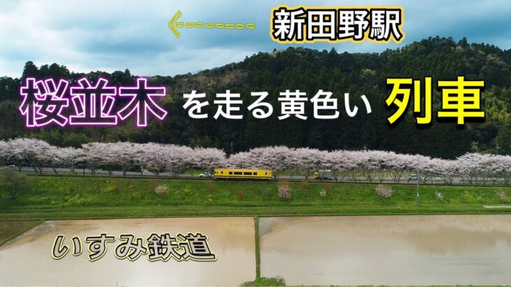 ドローン空撮【いすみ鉄道の桜】新田野駅方面