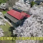 【信州上田】 岩門大日堂の桜【ドローン撮影】