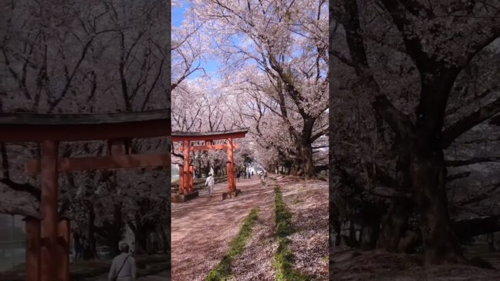 桜並木を歩いてみた。 #春 #花見 ＃桜吹雪＃日本風景
