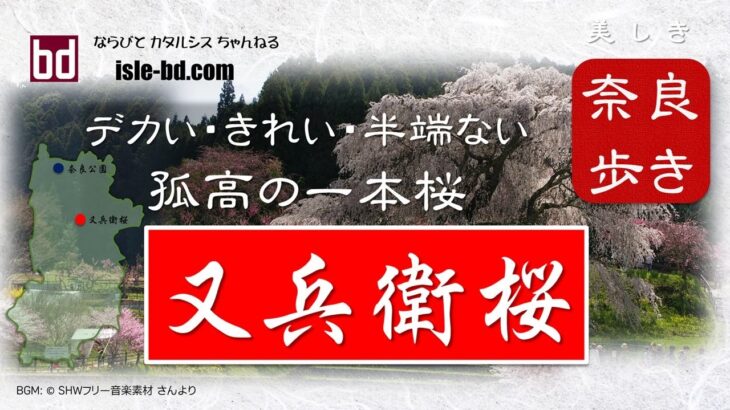 又兵衛桜（本郷の瀧桜）～ 美しい 孤高の一本桜！その満開時期をたっぷりと収録 ～