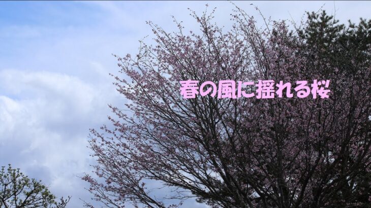 ＜春の風に揺れる桜＞10 minute