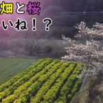 ドローン空撮＃117　菜の花畑と桜