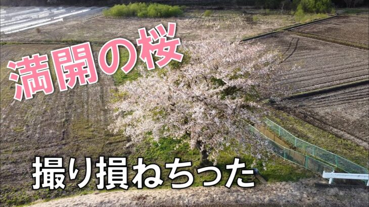 【ドローン空撮】機を逃した投稿 2023年桜撮り 一本桜は散り始め