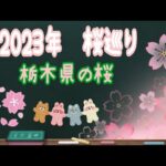 2023年 栃木県の桜の名所、桜スポット 色々