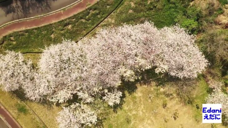 ドローン空撮　香川県さぬき市大串半島「桜2023年」