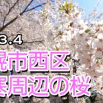 発寒周辺の桜2023【ドローン4K撮影】