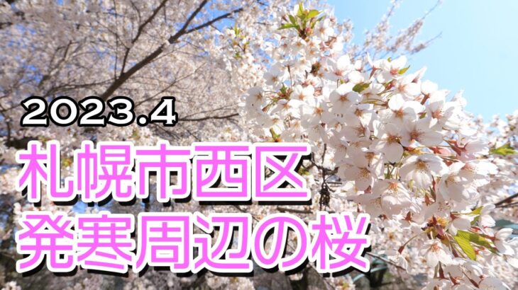 発寒周辺の桜2023【ドローン4K撮影】