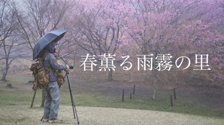 【風景写真】春薫る雨霧の里【4K】