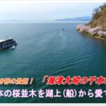 超人気！花見船に乗り湖上から見る海津大崎の桜並木(ドローン空撮・4K)