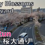 [4k 360 VR] Cherry Blossom Boulevard Running in Hitachi, Japan（日立、桜大通りでVR360度ラン）