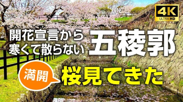 五稜郭で見た春の訪れ：桜の咲く公園の美しい風景 #五稜郭 #函館 #桜 #4k #japan