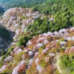 日本の奈良県にある吉野山の桜をドローンにて空撮しました。A drone shot of cherry blossoms on Mt. Yoshino in Nara, Japan.