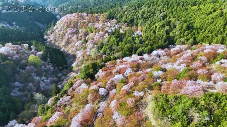 日本の奈良県にある吉野山の桜をドローンにて空撮しました。A drone shot of cherry blossoms on Mt. Yoshino in Nara, Japan.